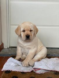 Cuccioli labradror L biondi con pedigree