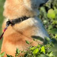 Adozione Akita