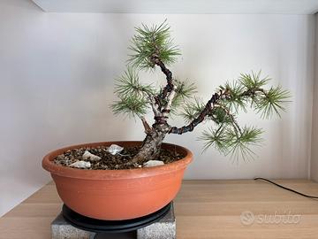Pino nero Prebonsai