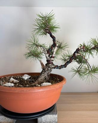 Pino nero Prebonsai