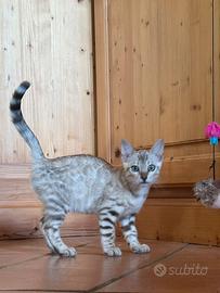 Cuccioli di bengala