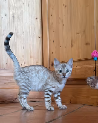 Cuccioli di bengala