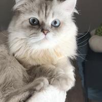 British Longhair per accoppiamento