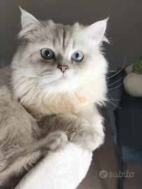 British Longhair per accoppiamento