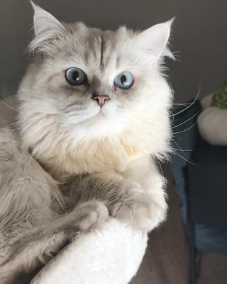 British Longhair per accoppiamento