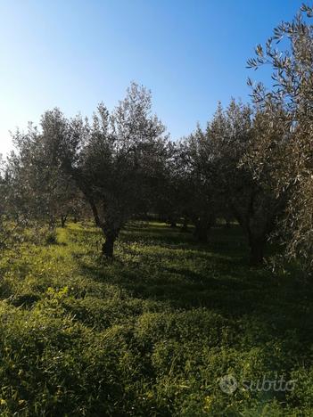 Terreno con 15 piante di olive