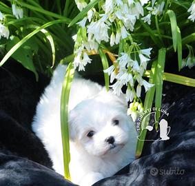 Maltese Toy Cucciolo Trequartidiluna