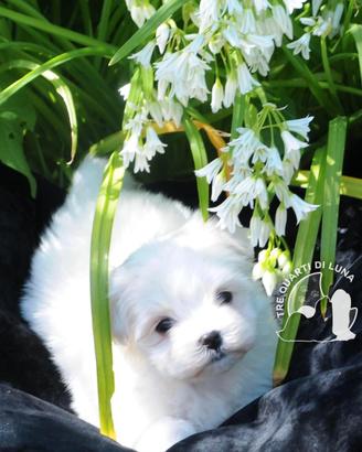 Maltese Toy Cucciolo Trequartidiluna