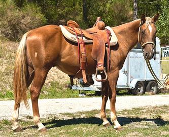 Puledro Quarter Horse maschio 2024