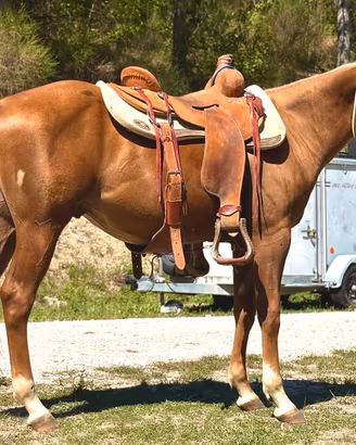 Puledro Quarter Horse maschio 2024