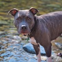 Amstaff maschio x monta