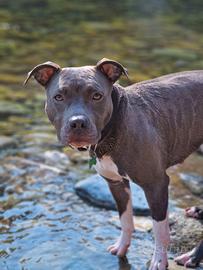 Amstaff maschio x monta