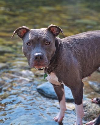 Amstaff maschio x monta