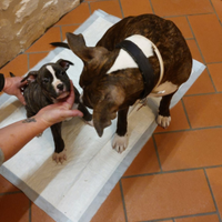 AMSTAFF vendita cuccioli