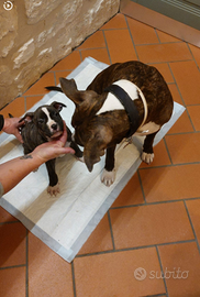 AMSTAFF vendita cuccioli