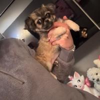 Cucciola di chihuahua