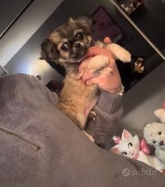 Cucciola di chihuahua