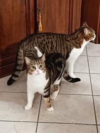 Fratellini inseparabili