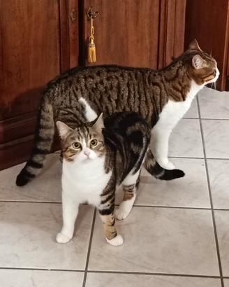 Fratellini inseparabili