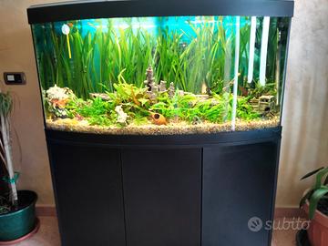 Pesci e piante d'acquario
