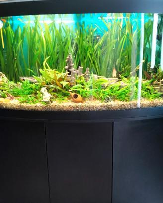 Pesci e piante d'acquario