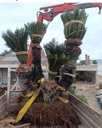  pianta cycas