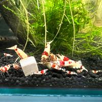 Caridina crystal red