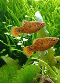 Platy maculato (Xiphophorus maculatus)