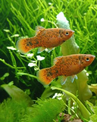 Platy maculato (Xiphophorus maculatus)