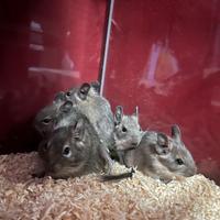 Cucciolata di degú del cile