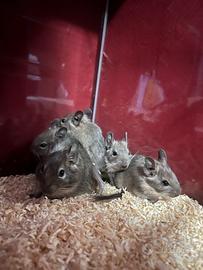 Cucciolata di degú del cile