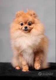 Pomerania mini mini