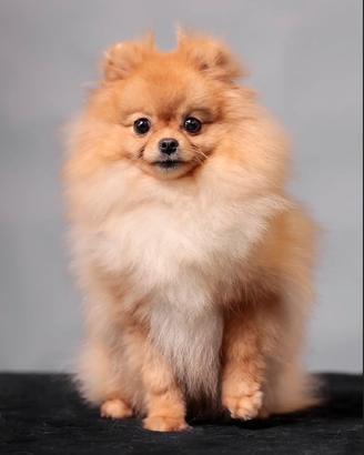 Pomerania mini mini