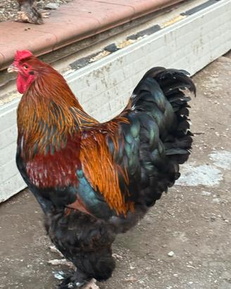 Galline