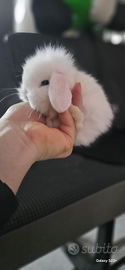 Cucciolo coniglio ariete