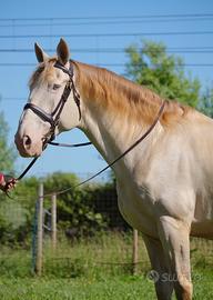 Cremoso - Lusitano cremello