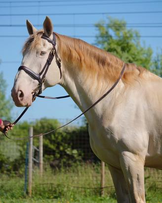 Cremoso - Lusitano cremello
