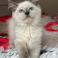 Cuccioli pura razza gatto siberiano su prenotazion