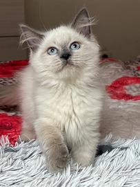 Cuccioli pura razza gatto siberiano su prenotazion