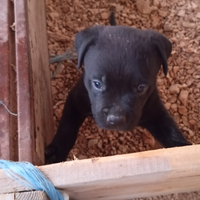 Dono cuccioli Molossi