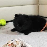 Spitz di pomerania femmina