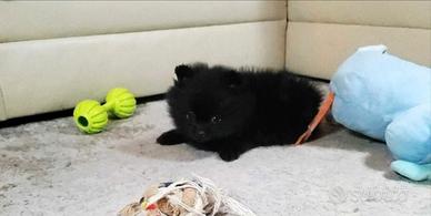 Spitz di pomerania femmina