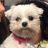 Maltese toy per monta