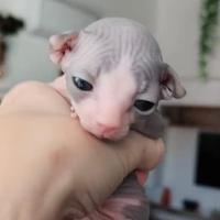 Sphynx con pedigree