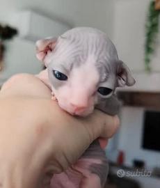 Sphynx con pedigree