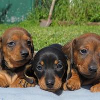 Bassotti nani a pelo corto