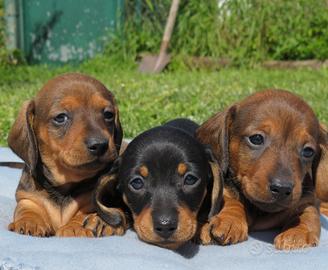 Bassotti nani a pelo corto