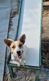 Jack russel maschio di 1 anno e mezzo