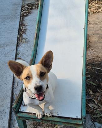 Jack russel maschio di 1 anno e mezzo