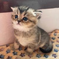 Cuccioli di BRITISH